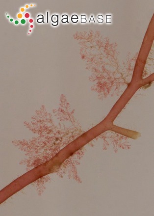 Pleonosporium boergesenii (A.B.Joly) R.E.Norris