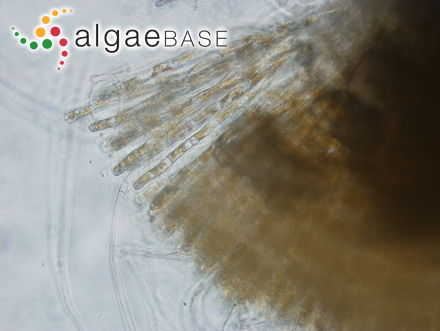 Pleurocladia lacustris A.Braun