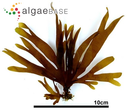 Derbesia furcata R.W.Ricker