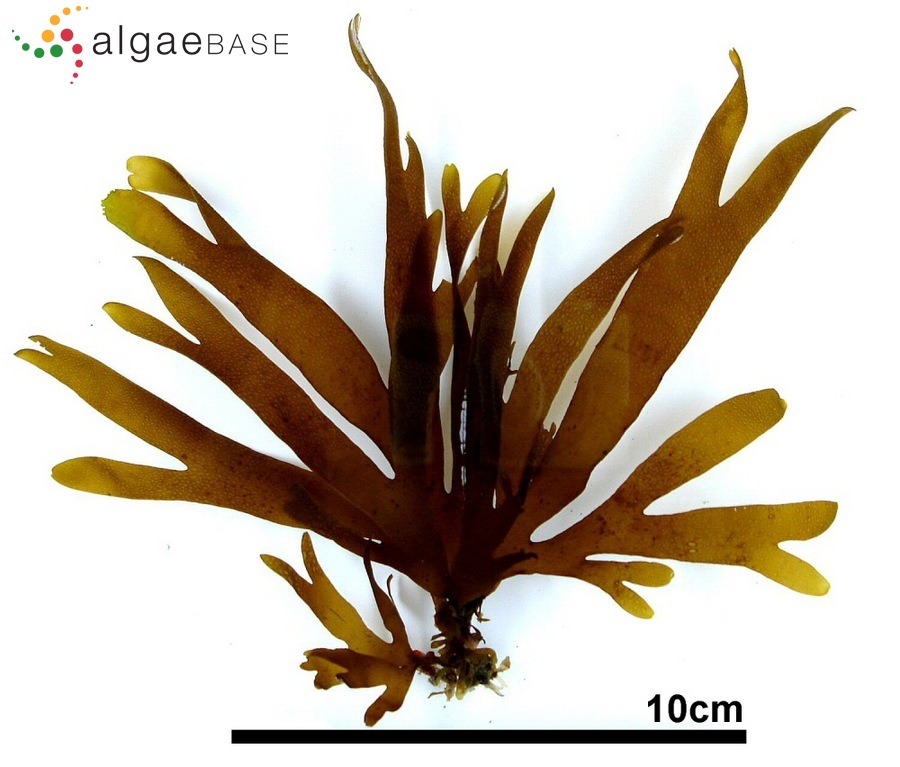 Dictyota coriacea (Holmes) I.K.Wang, Hy.S.Kim & W.J.Lee