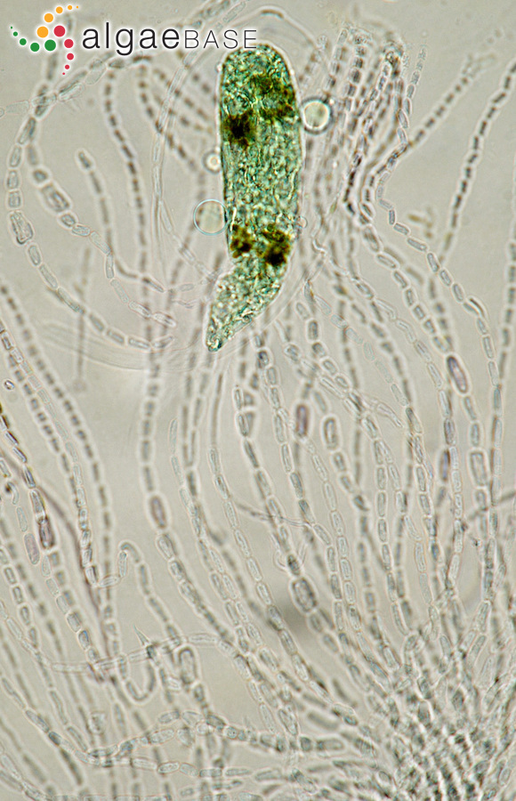 Codiolum petrocelidis Kuckuck