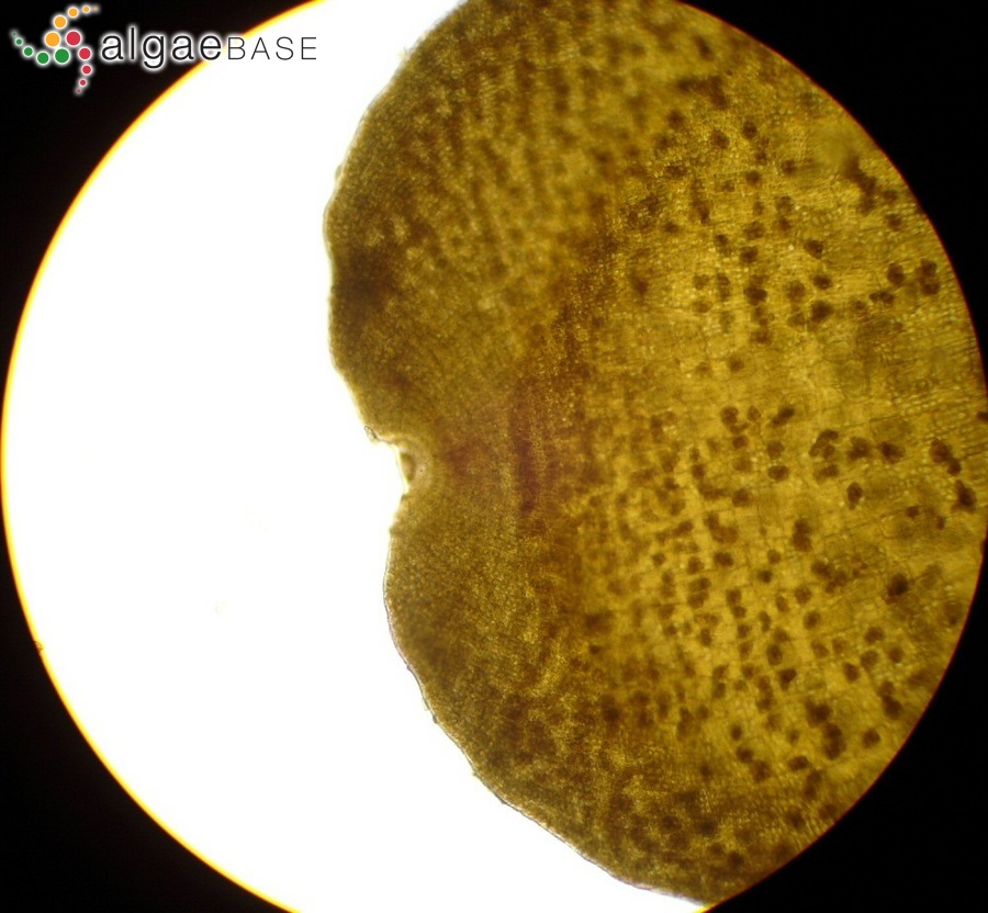 Dictyota coriacea (Holmes) I.K.Wang, Hy.S.Kim & W.J.Lee