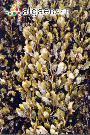 Sargassum ilicifolium (Turner) C.Agardh