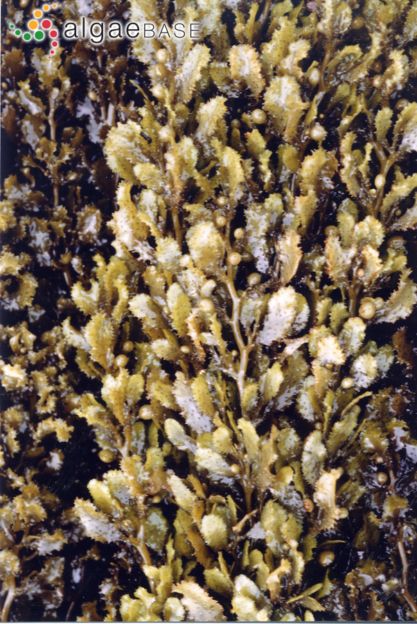Sargassum ilicifolium (Turner) C.Agardh