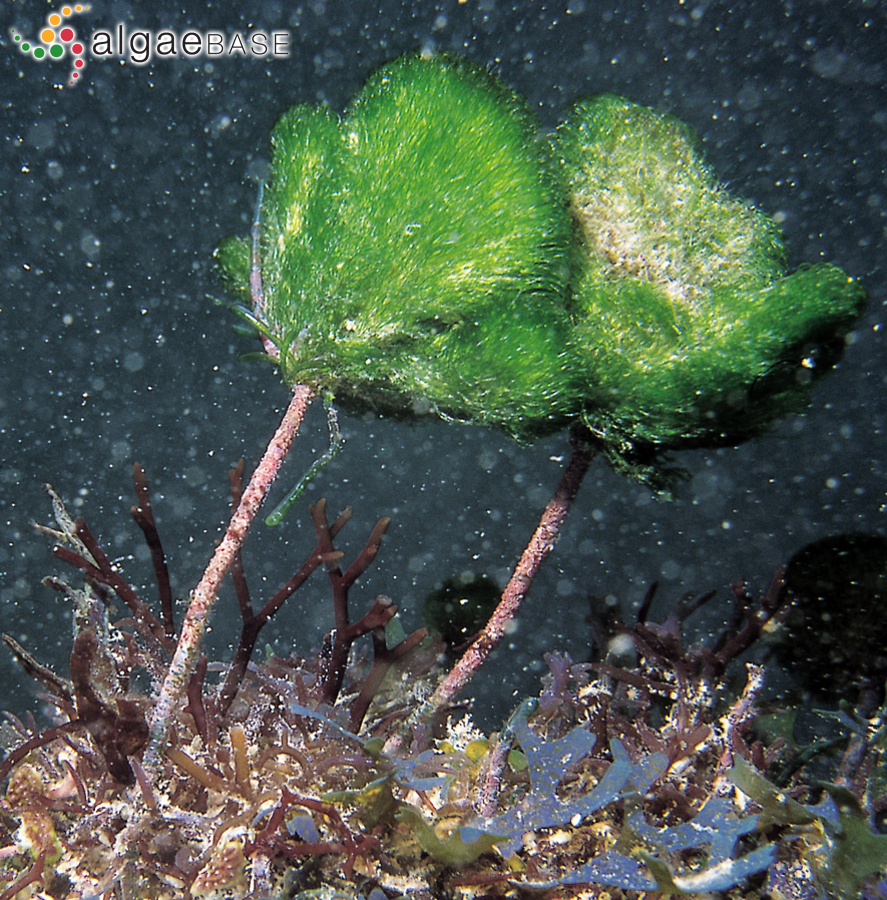 Chamaedoris auriculata Børgesen