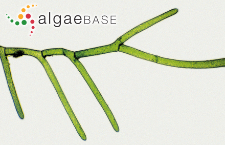 Cladophoropsis fasciculata (Kjellman) Wille