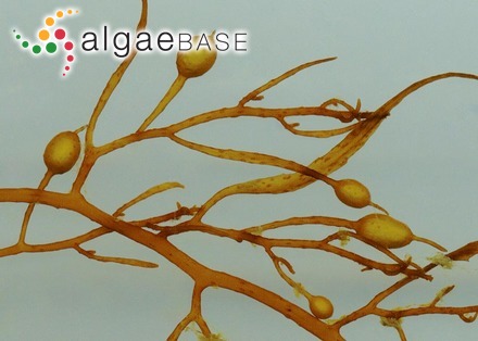 Sargassum filipendula C.Agardh