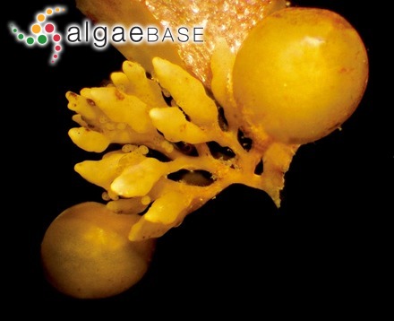 Sargassum vulgare var. foliosissimum (J.V.Lamouroux) C.Agardh