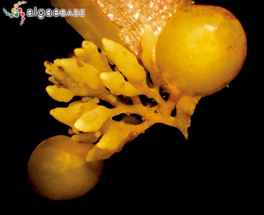 Sargassum vulgare var. foliosissimum (J.V.Lamouroux) C.Agardh