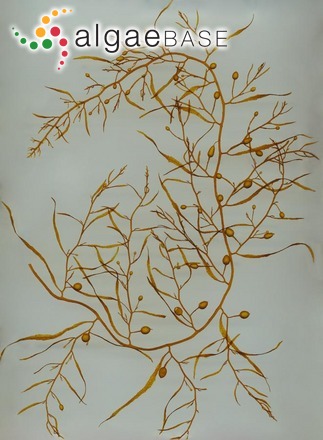 Sargassum filipendula C.Agardh