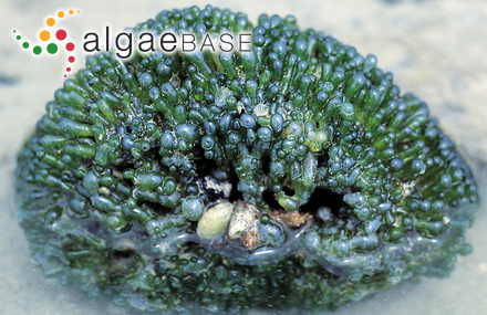 Valonia fastigiata Harvey ex J.Agardh