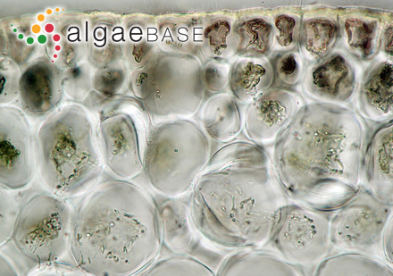 Osmundea osmunda (S.G.Gmelin) K.W.Nam & Maggs