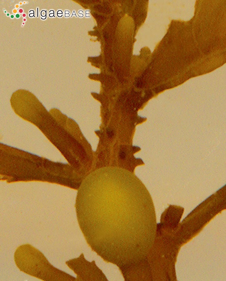 Sargassum fluitans (Børgesen) Børgesen