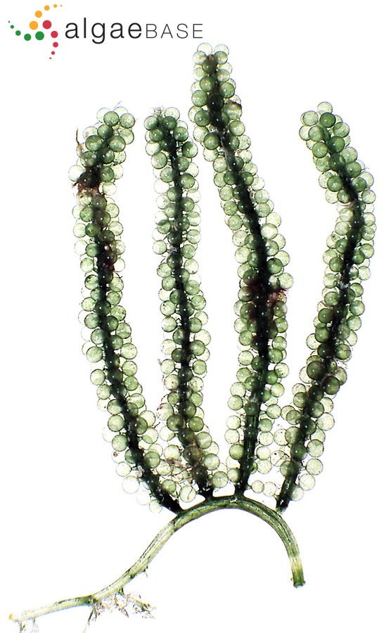 Caulerpa lentillifera J.Agardh