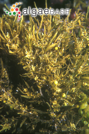Sargassum linearifolium (Turner) C.Agardh