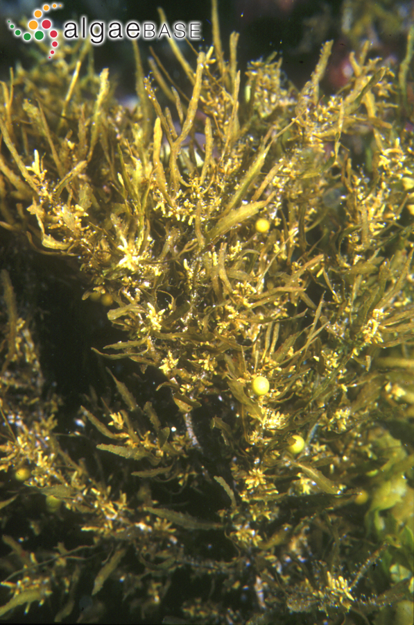 Sargassum linearifolium (Turner) C.Agardh