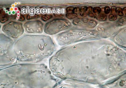 Trailliella intricata Batters