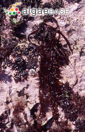 Polyopes lancifolius (Harvey) Kawaguchi & Wang