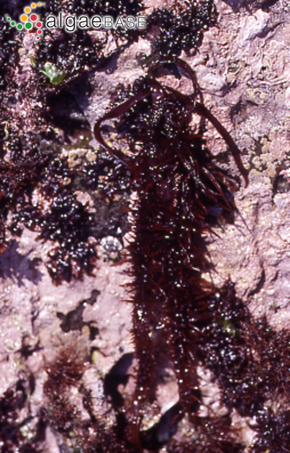 Polyopes lancifolius (Harvey) Kawaguchi & Wang