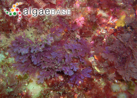 Gelidium attenuatum (Turner) Thuret ex Bornet