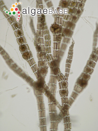 Polysiphonia brodiei (Dillwyn) Sprengel