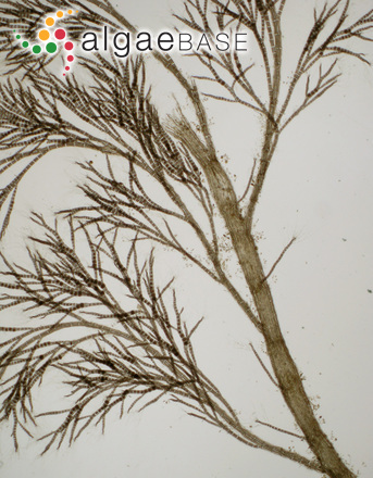 Leptosiphonia brodiei (Dillwyn) Savoie & G.W.Saunders