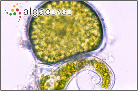 Leveillea gracilis Decaisne