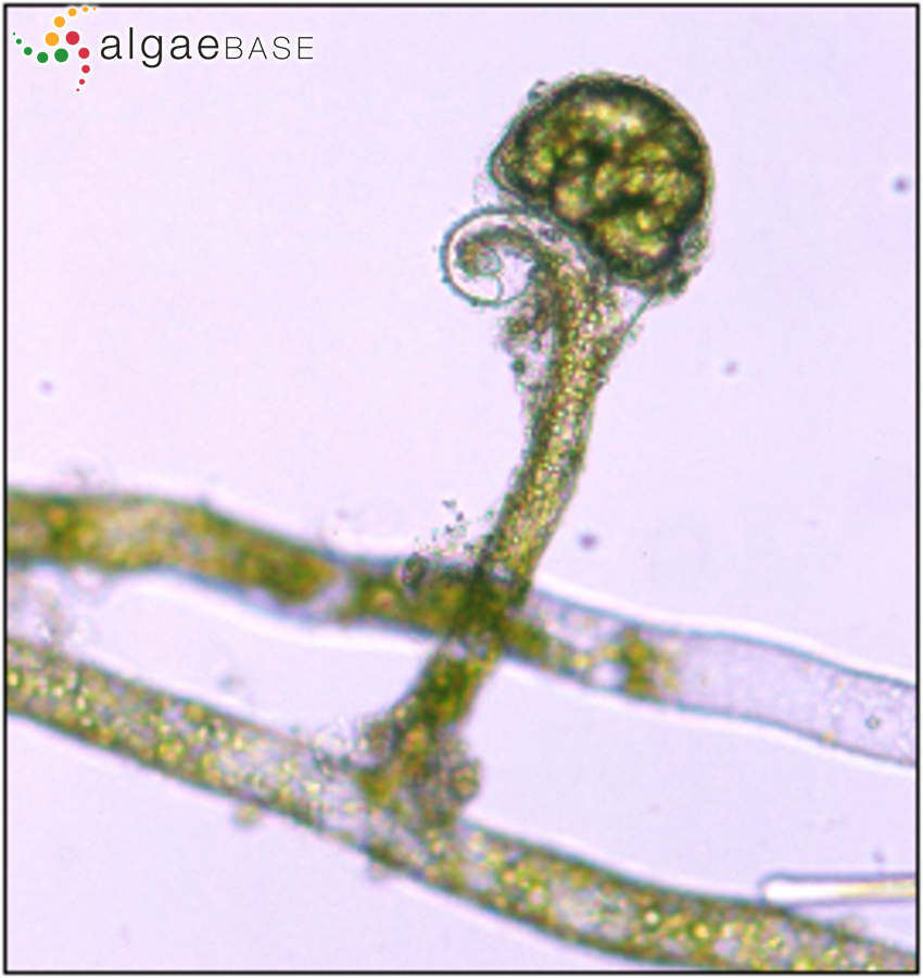 Vaucheria undulata C.-C.Jao