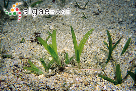 Halophila stipulacea (Forsskål) Ascherson