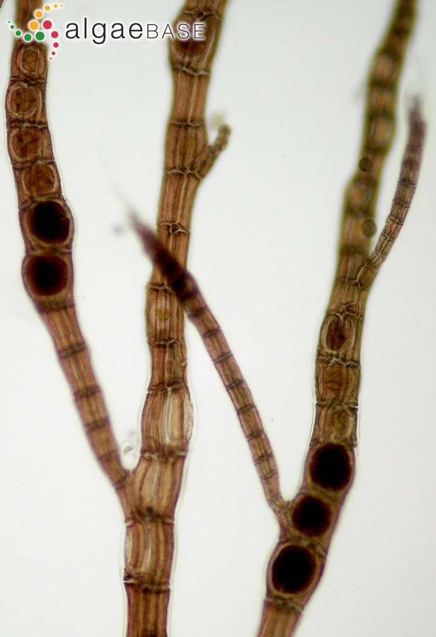Carradoriella denudata (Dillwyn) Savoie & G.W.Saunders