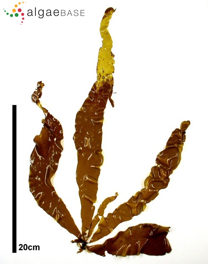Petalonia fascia (O.F.Müller) Kuntze