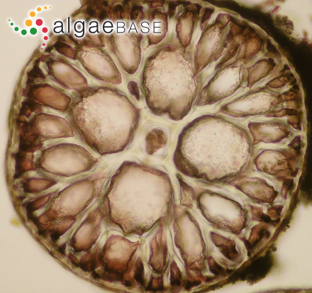 Carradoriella elongata (Hudson) Savoie & G.W.Saunders