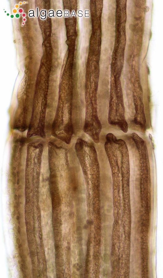 Vertebrata fucoides (Hudson) Kuntze