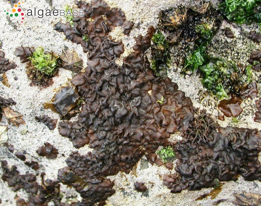 Petrospongium rugosum (Okamura) Setchell & N.L.Gardner