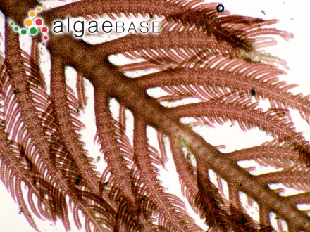 Ptilota gunneri P.C.Silva, Maggs & L.M.Irvine