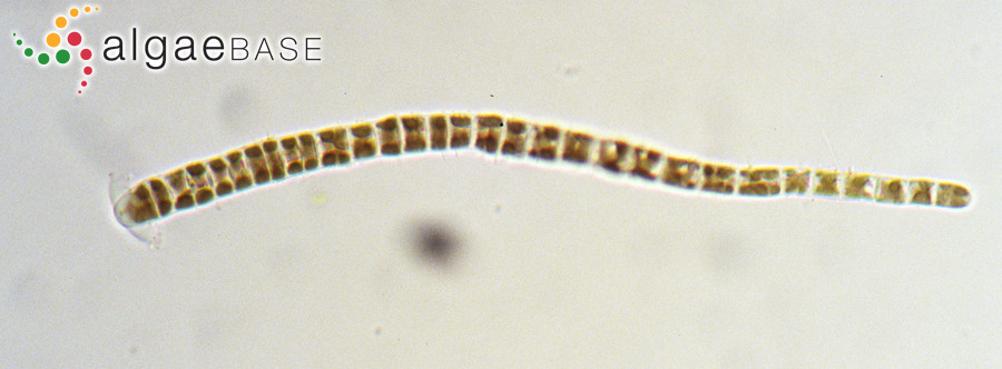 Purpureofilum apyrenoidigerum J.A.West, Zuccarello & J.L.Scott