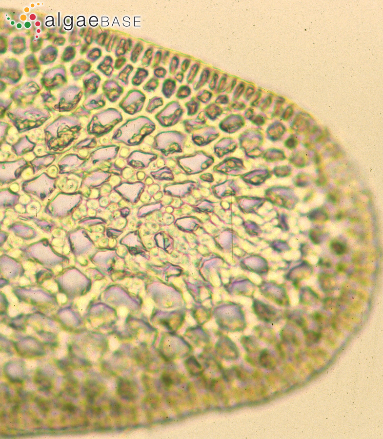 Pterocladiella capillacea (S.G.Gmelin) Santelices & Hommersand