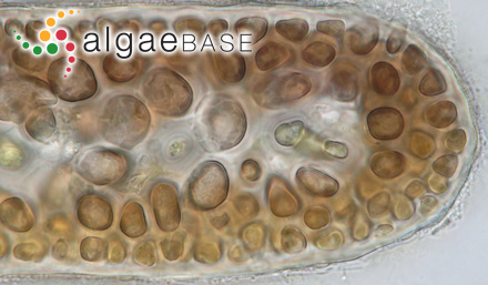 Pterocladiella melanoidea (Schousboe ex Bornet) Santelices & Hommersand