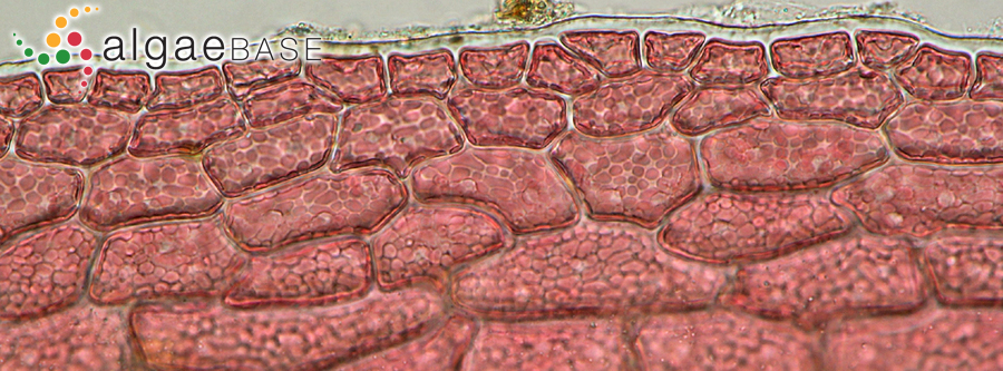Acrosorium ciliolatum (Harvey) Kylin