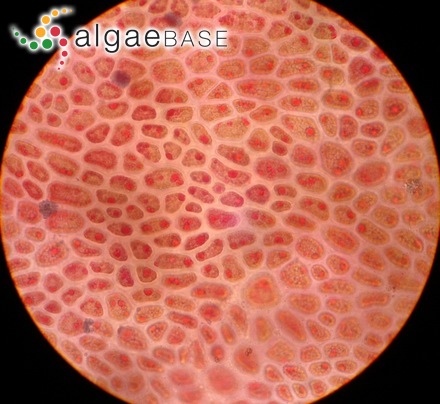 Velatocarpus kurilensis Perestenko