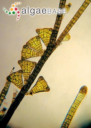 Sphacelaria novae-hollandiae Sonder
