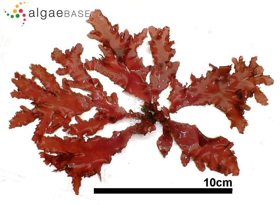 Erythroglossum pinnatum Okamura