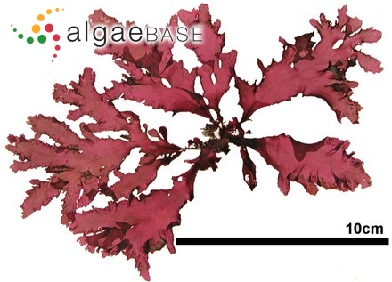 Erythroglossum pinnatum Okamura