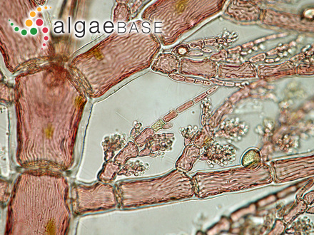 Pterothamnion plumula (J.Ellis) Nägeli