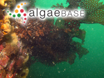 Thalassiophyllum clathrus (S.G.Gmelin) Postels & Ruprecht
