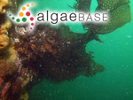 Thalassiophyllum clathrus (S.G.Gmelin) Postels & Ruprecht