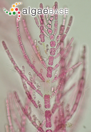 Antithamnionella spirographidis (Schiffner) E.M.Wollaston