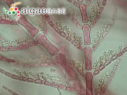 Antithamnionella spirographidis (Schiffner) E.M.Wollaston