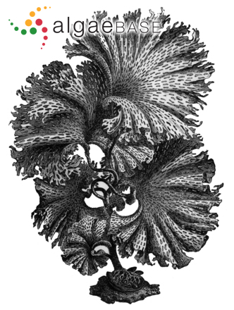 Thalassiophyllum clathrus (S.G.Gmelin) Postels & Ruprecht