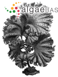 Thalassiophyllum clathrus (S.G.Gmelin) Postels & Ruprecht